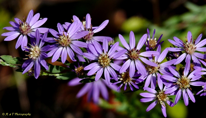 {Symphyotrichum concolor}
